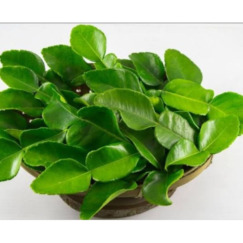 

Daun Jeruk Segar dan Fresh 100 gram