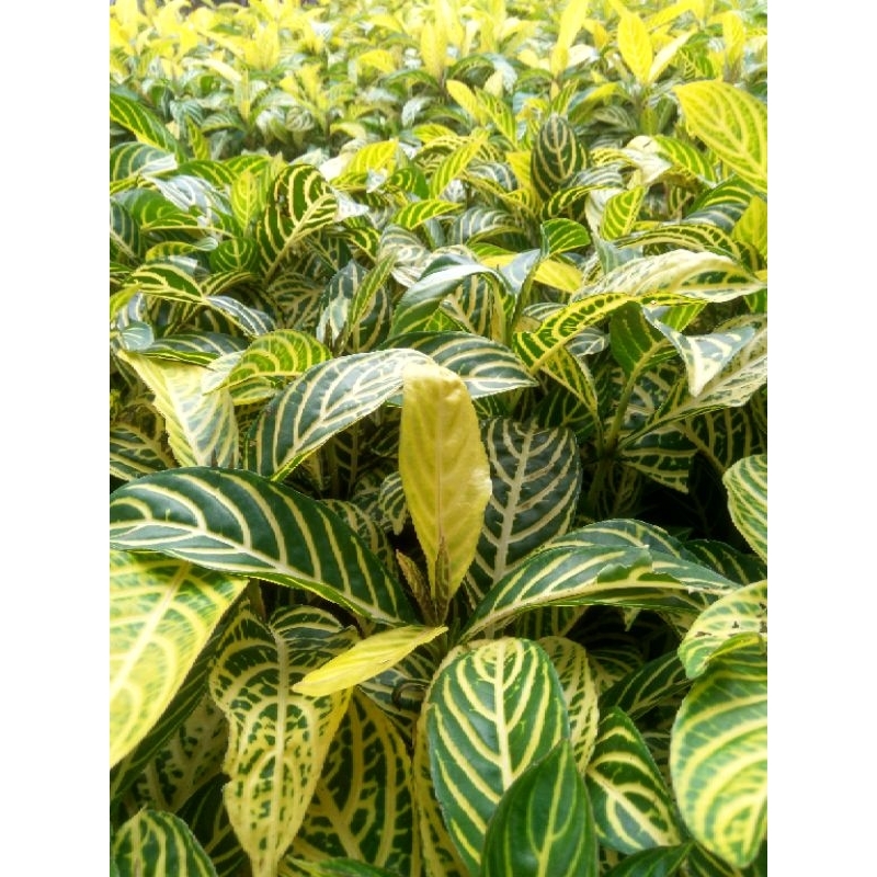 Bunga Taman Aphelandra Kuning~