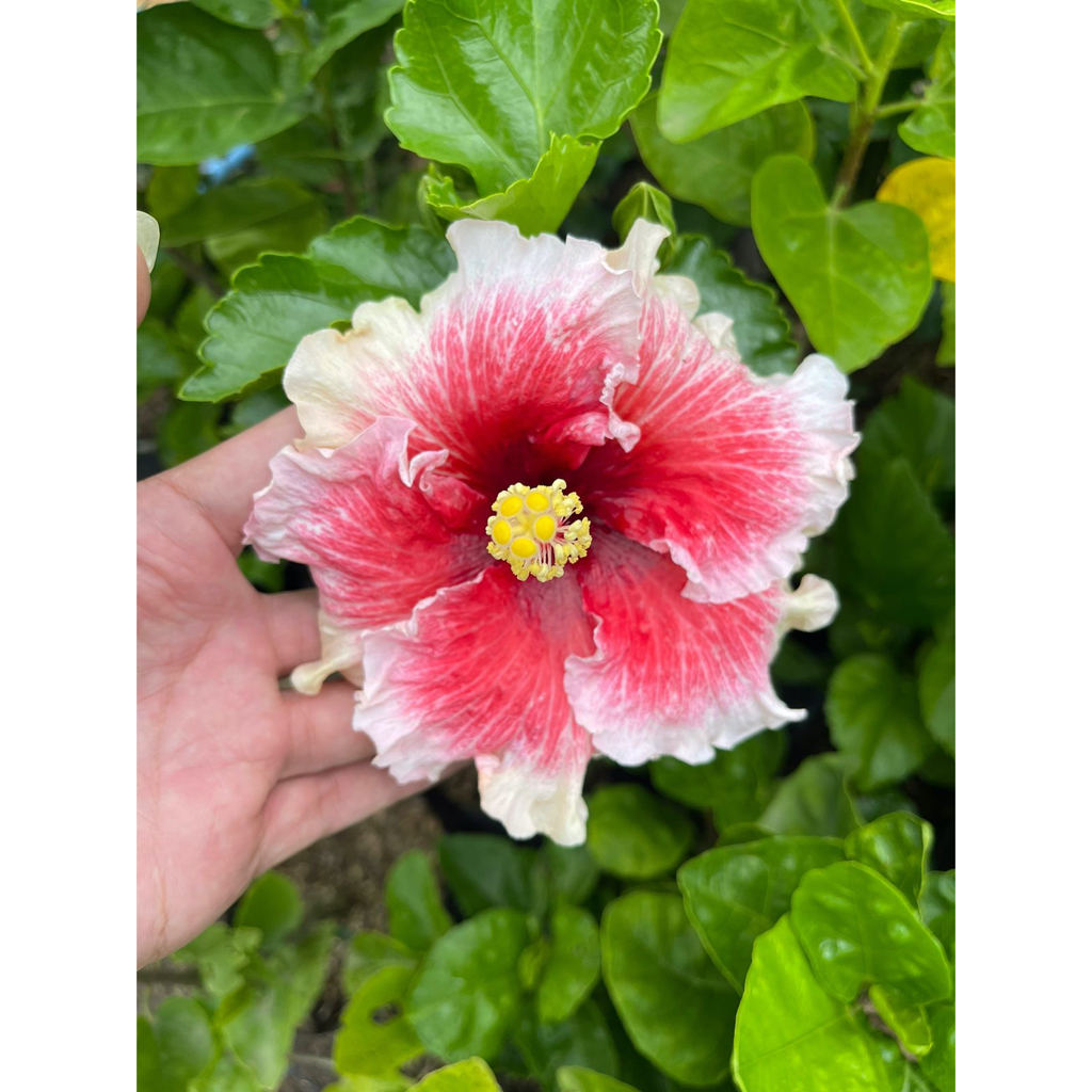 Bibit Bunga Hibiscus merano Sepatu Import