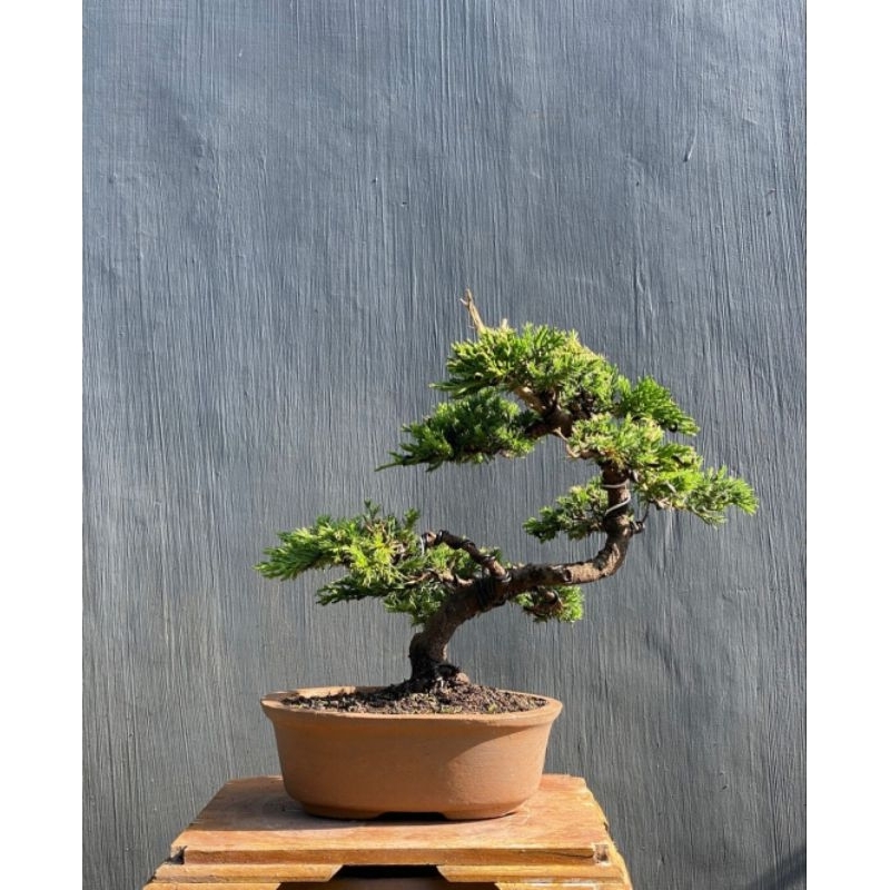 bonsai cemara buaya juniperus chinensis (program siap pajang)