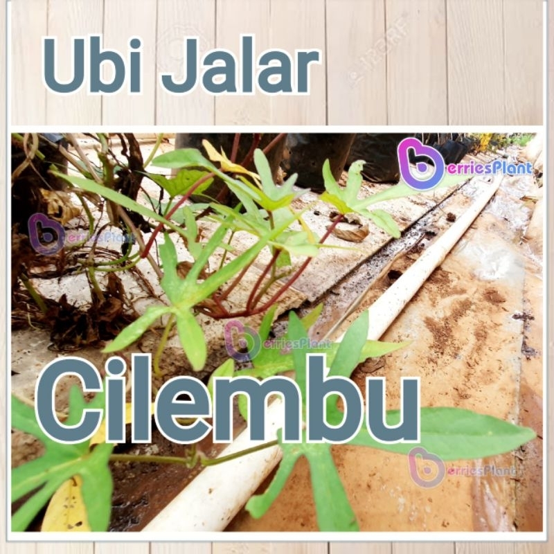 Bibit Ubi Cilembu Asli | Bibit Cilembu Stek