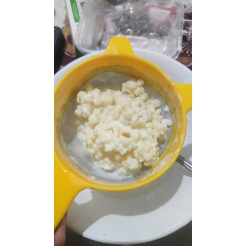 

Bibit kefir/ Grains kefir
