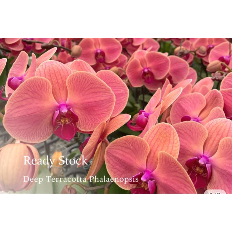 anggrek bulan merah bata premium jumbo(stok terbatas)