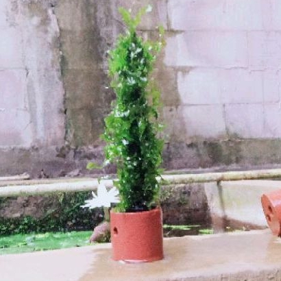 ( beli 3 gratis 1 ) pelia per pot + pakai pot + pakai akar rasamala