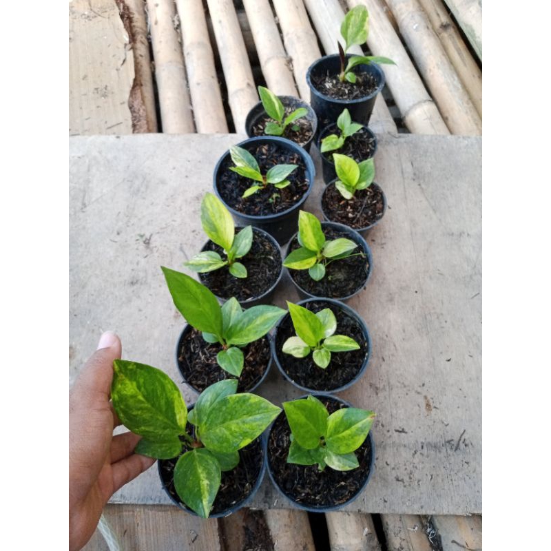 jemani cobra batik predator