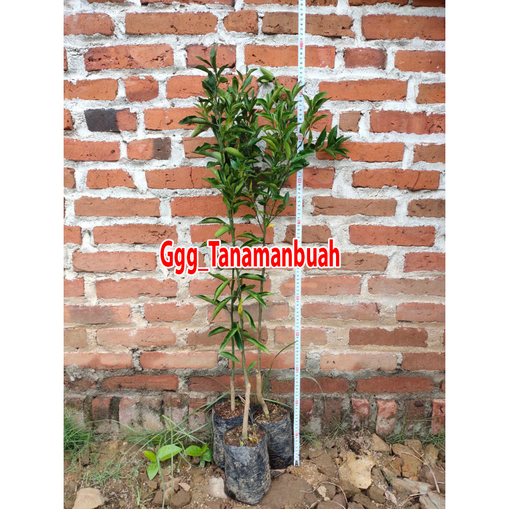 Bibit Jeruk Santang Madu Tangerine Kondisi Sudah Berbuah Manis