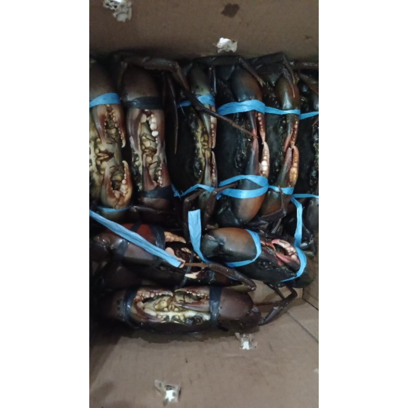 

kepiting Super /ekor