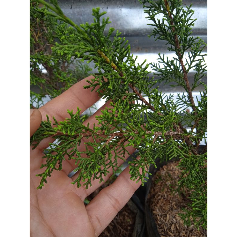 bibit bonsai sargenti