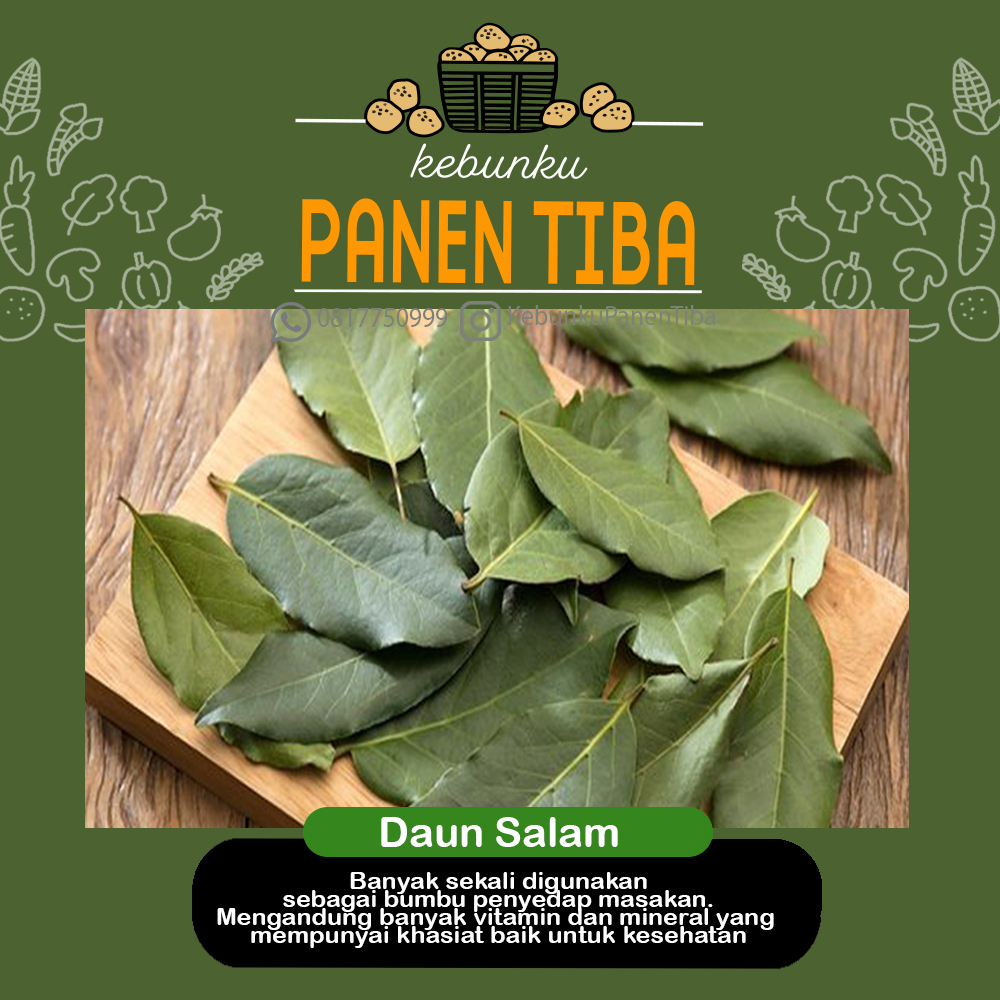 

Kebunku Panen Tiba - Daun SALAM Herbal Organik