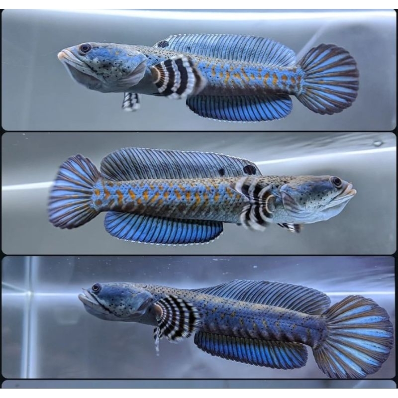 Chana b pulchra size 5-8 cm bahan bagus