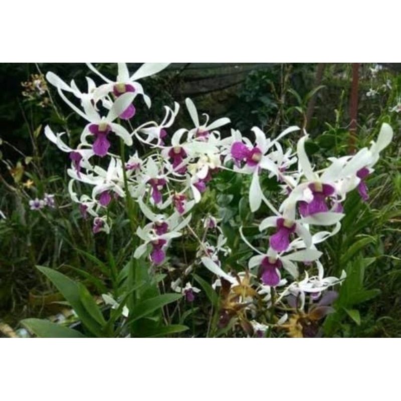 anggrek seedling dendro mesagnil 28k