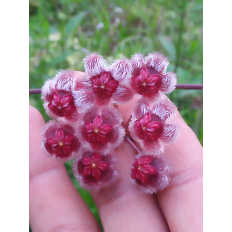 Hoya sulawesiana red