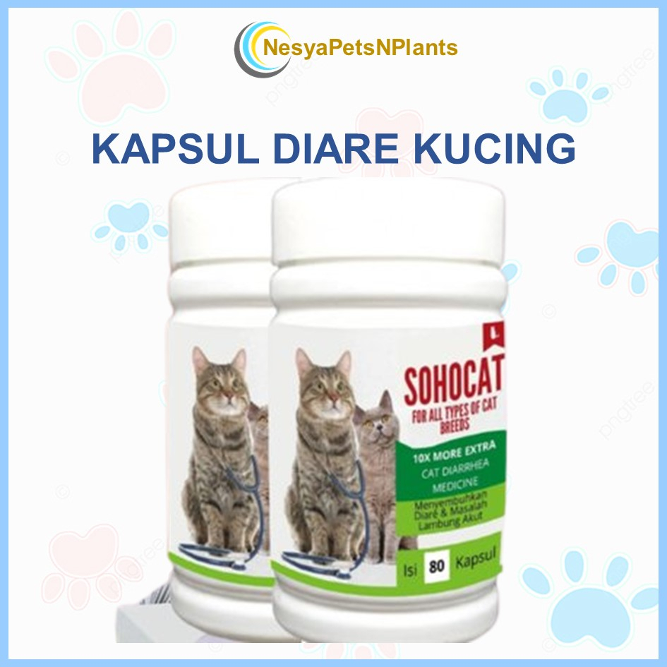 Eceran Obat Diare Mencret Kucing Sohocat Ampuh Mengatasi Gangguan Pencernaan Hewan