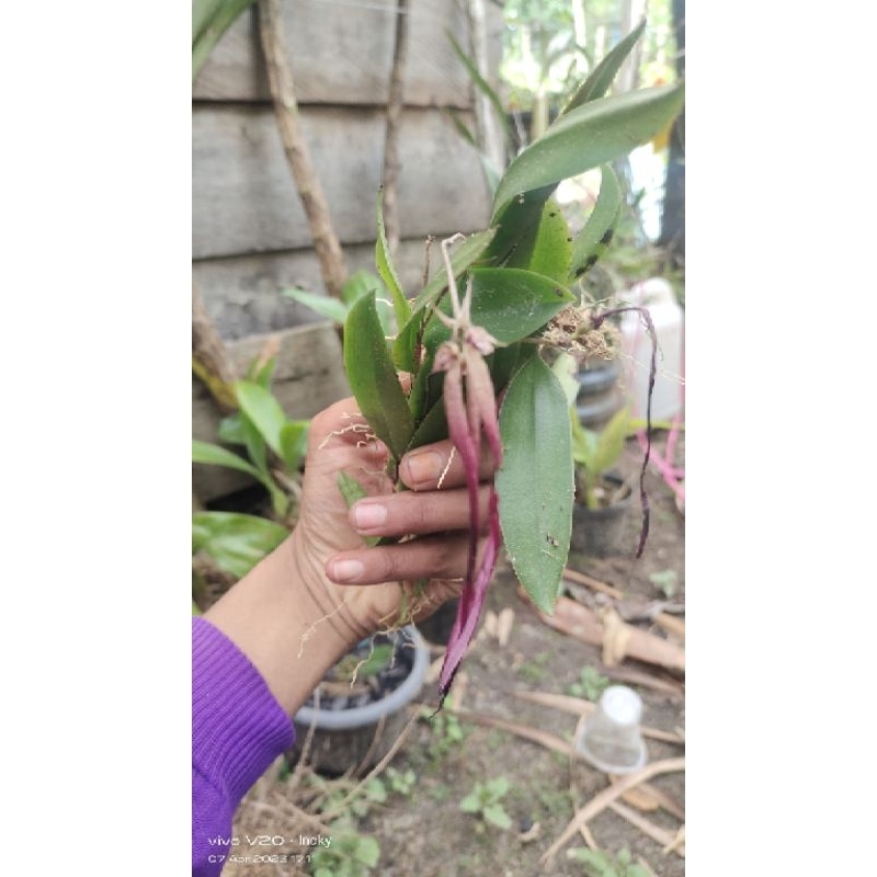 Bulbophyllum Plumatum