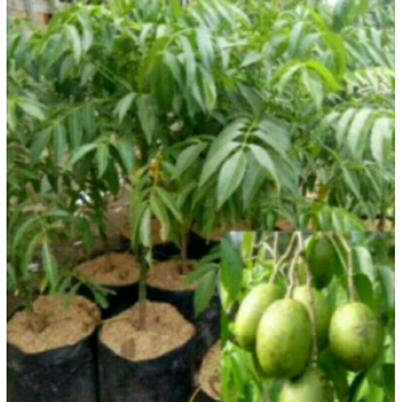 Pohon buah kedongdong berbuah