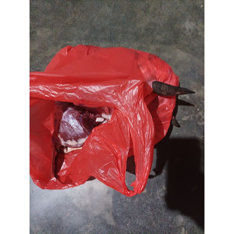 

daging kambing, betina induk