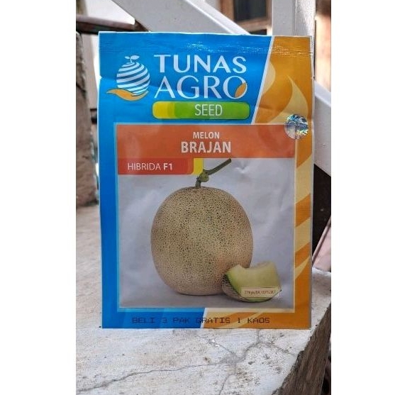 Benih melon Brajan F1 Tunas agro