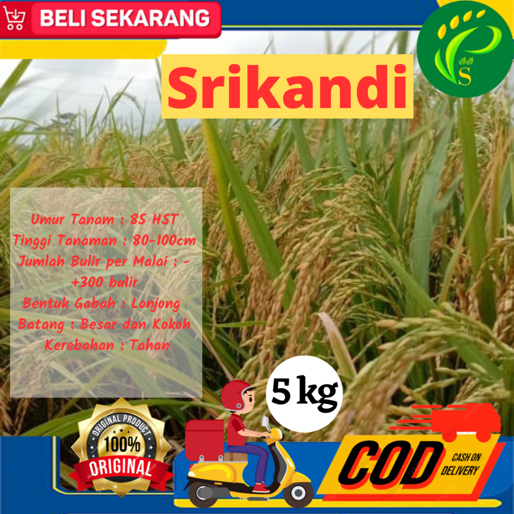 Biji Padi Unggul Padi Srikandi Jumbo 5kg