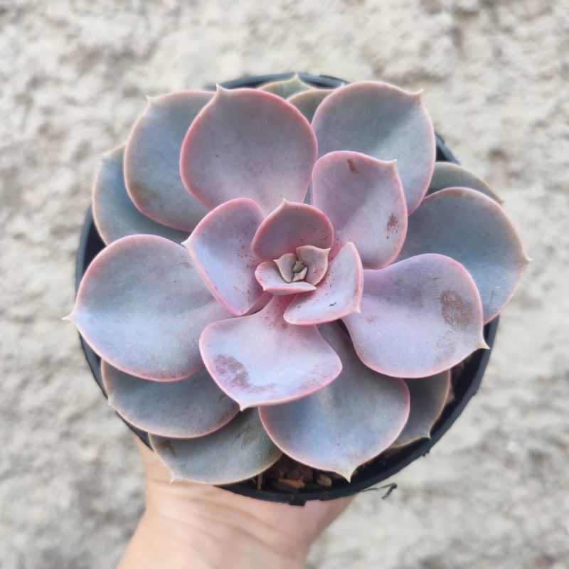 Echeveria Perle Von Nurnberg | DP 10cm | Sukulen