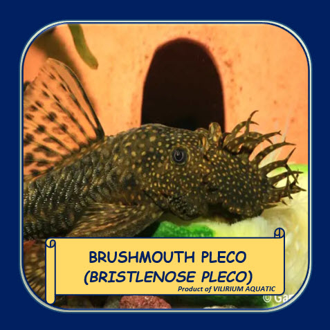 IKAN HIAS AIR TAWAR - SAPU SAPU BRUSHMOUTH / BRUSMOUTH PLECO / BRISTLENOSE PLECO