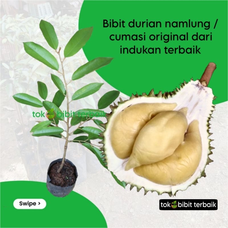 Bibit Durian Namlung / cumasi cepat berbuah