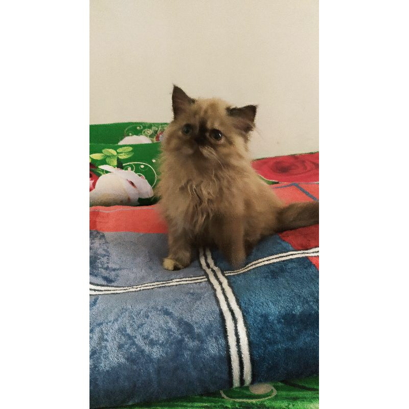 Kucing Persia Himalaya