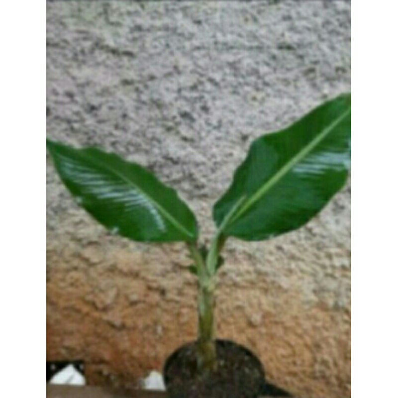 bibit pohon pisang batu/pisang klutuk