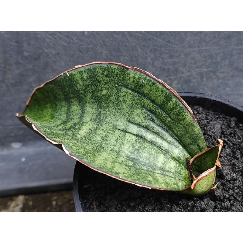 TANAMAN HIAS SANSEVIERIA SINUS ZIMBABWE DARI TRAH VARIGATA