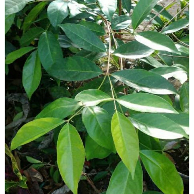 

Daun Salam Segar kemasan 250 gram