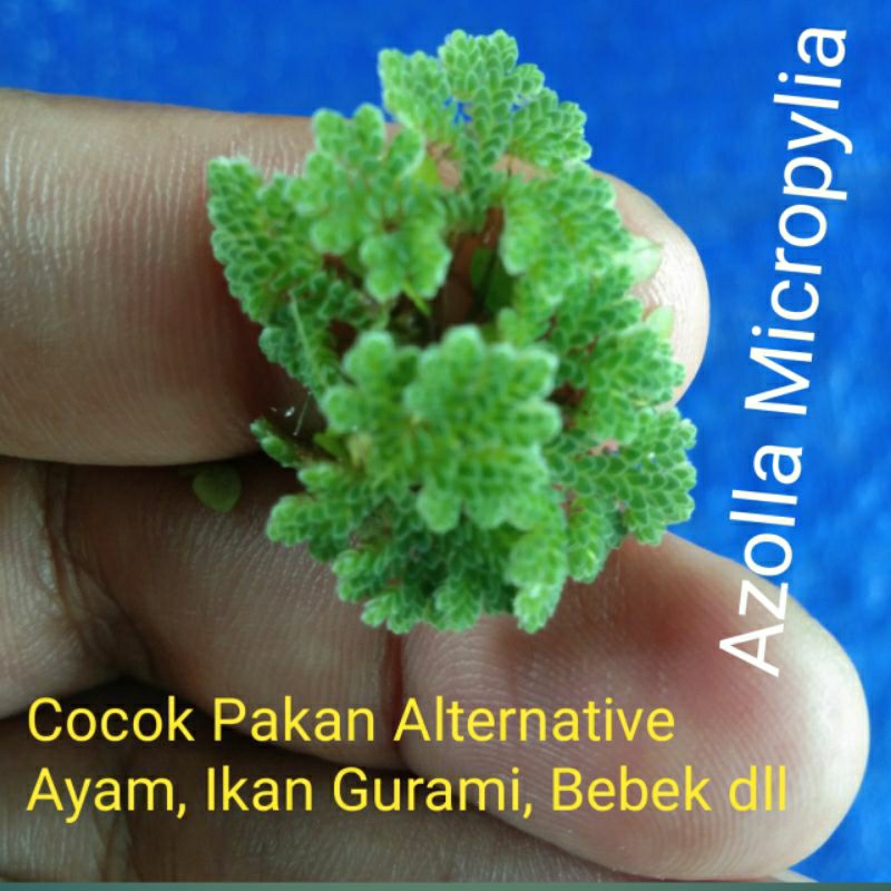 Azolla Micropylia 500 gram