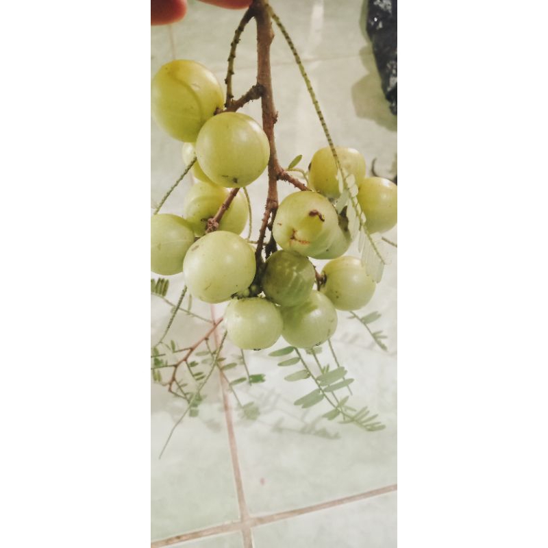 

buah malaka amla/malaka 100g