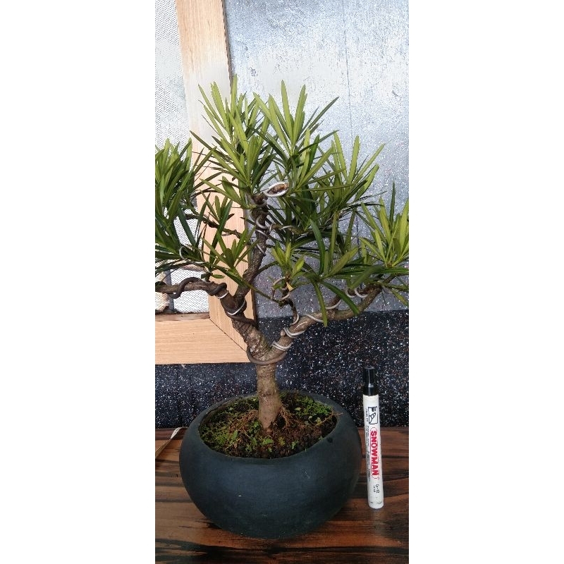 bonsai lohansung lidah burung
