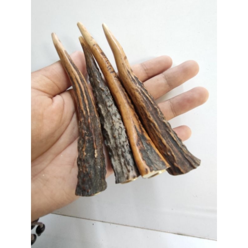 ONCE PIPA TANDUK R KUPASAN DAN ORIGINAL PANJANG BERVARIASI SANGAT ISTIMEWA