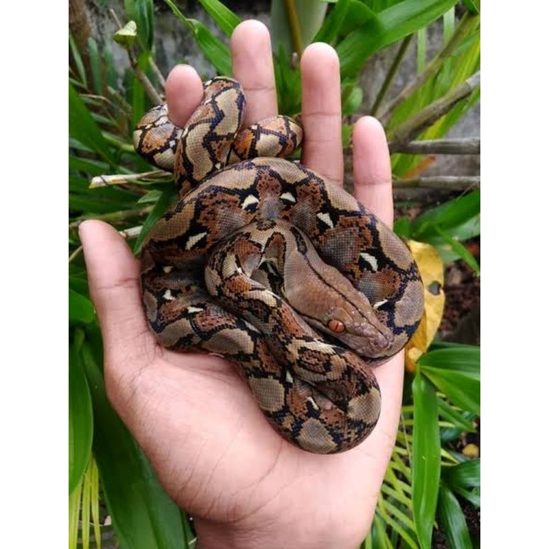Baby Retic CB