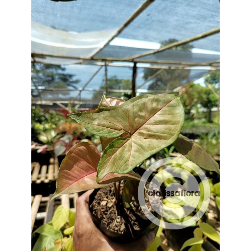 promo tanaman hias syngonium maria - pohon syngonium - syngonium maria