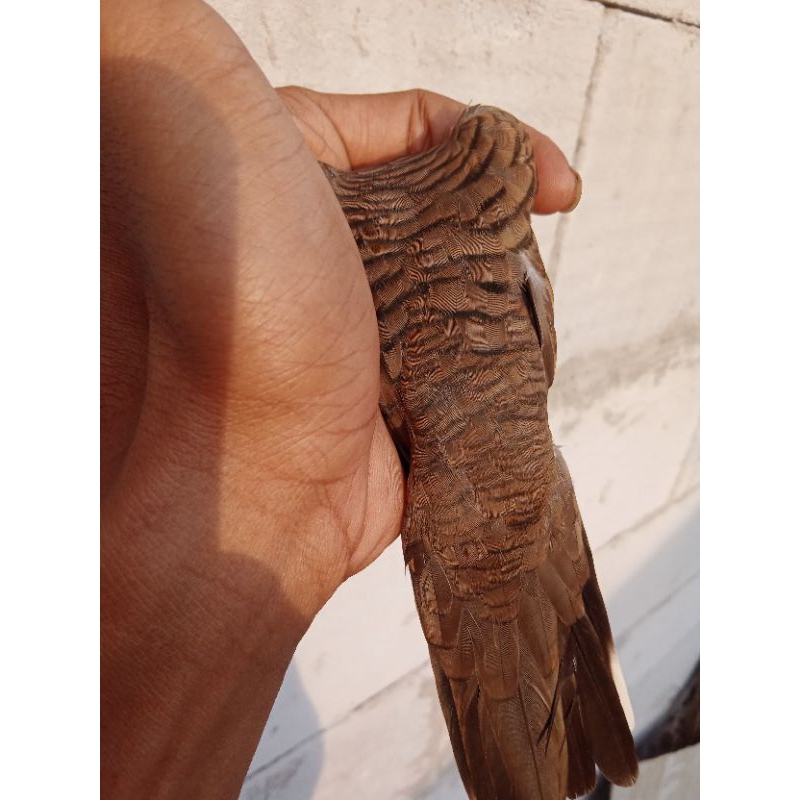 Burung perkutut lokal katuranggan udan mas