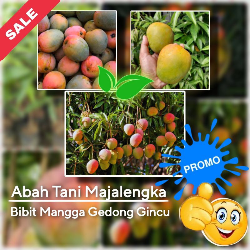 Mangga Gedong Gincu Bibit Buah Asli Majalengka