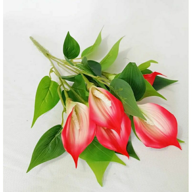 Lily Calla Spons