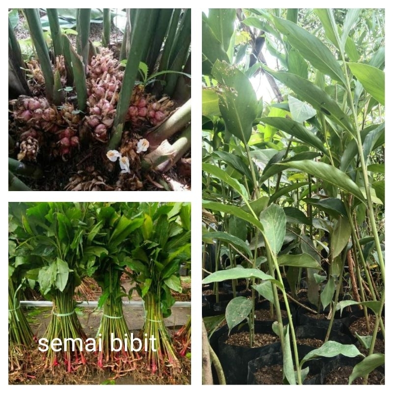 bibit kapulaga hibrida