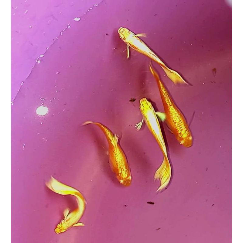 cupang golden playket