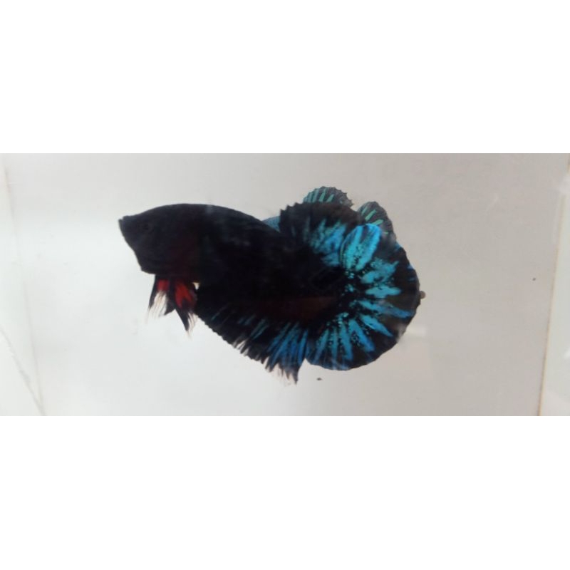 ikan cupang avatar blue