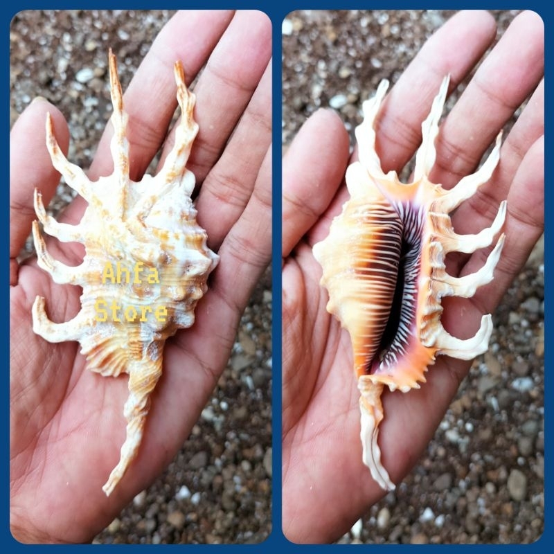 Cangkang Kerang Lambis Scorpius