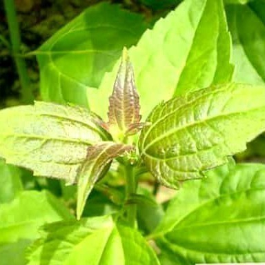 Daun Balakacida Herbal 100g - Daun Balakacida Segar 100g