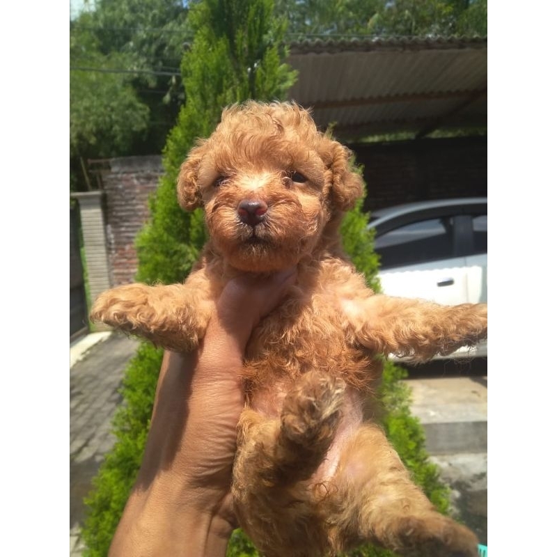 apricot poodle jantan