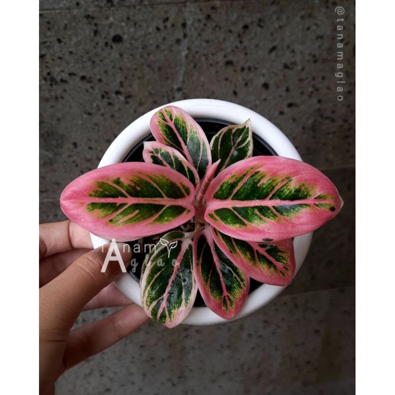 Aglaonema Lotus Delight Remaja