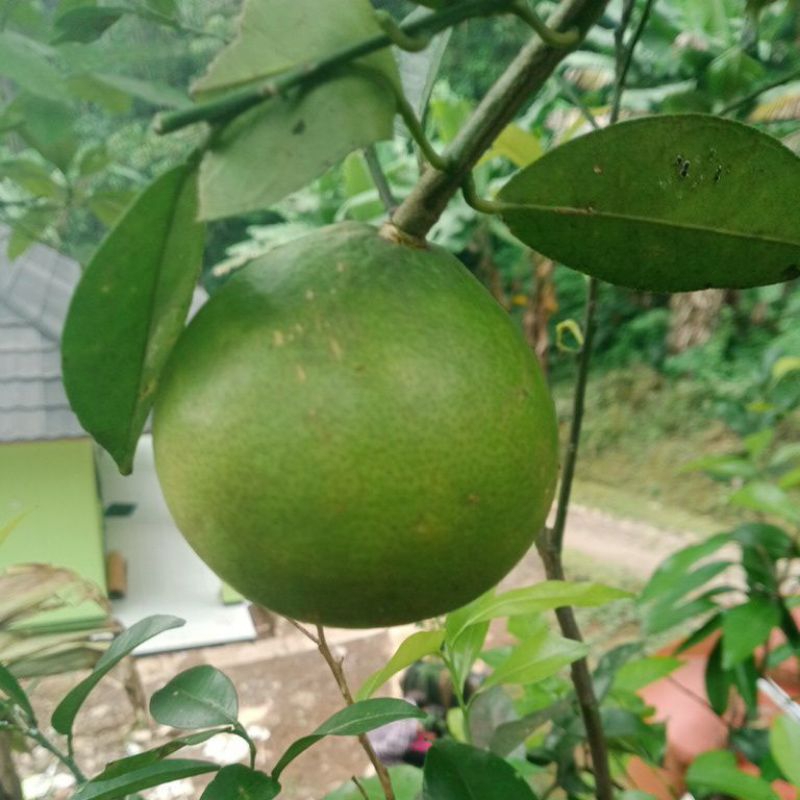 

jeruk garut 1kg