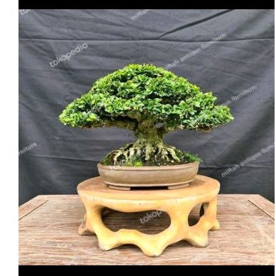 meja bonsai bulat kayu termurah - meja bonsai hits