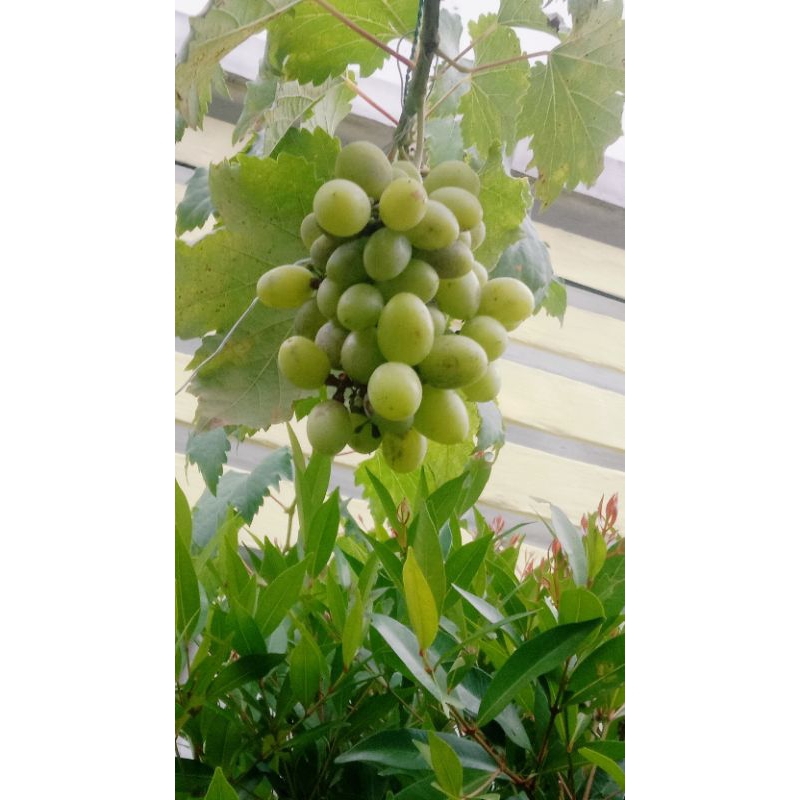 Bibit Anggur Import ninel anggur jupiter