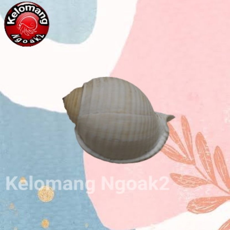 Cangkang Kelomang Tona