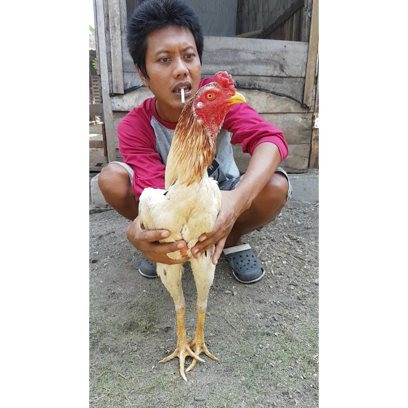 

TELUR AYAM PAKHOY FERTIL PEJANTAN WHITE KING IMPORT JUARA THAILAND